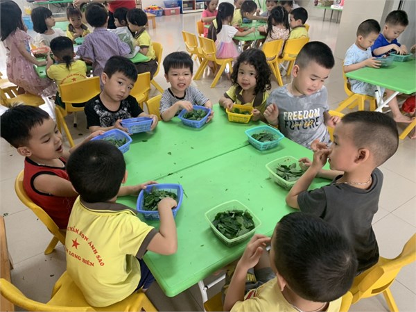 Hình ảnh các bé lớp C3 thực hành tuốt rau ngót